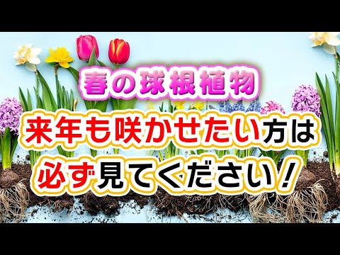 バルコニーボックス用の花球根 トピックス