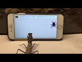 Praying Mantis Watching TV