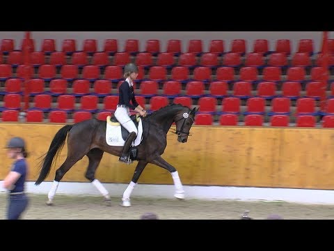 St v Rock Forever x Cashman x Formel Eins geb 2014