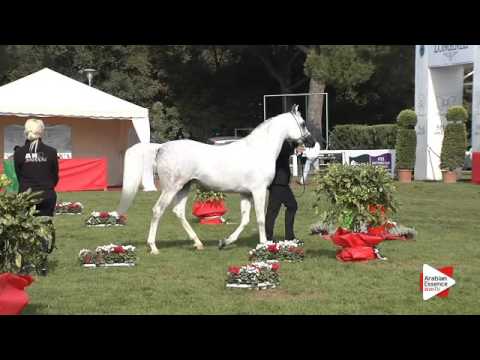 N.100 TF STAR IBN PSEQUEL - Arezzo 2015 - Stallion 7-9 years old (Class 11)