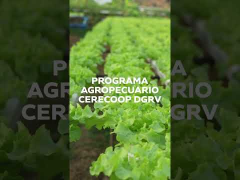 Actividades y Eventos CERECOOP