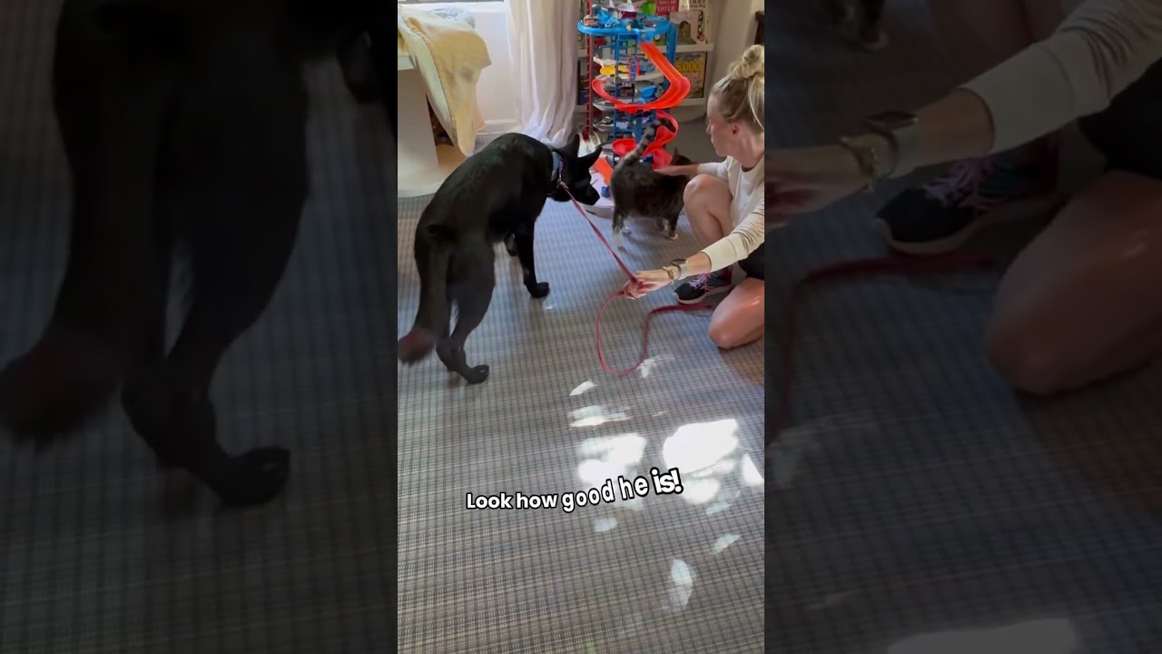 Enlarge Dune, a Adoptable German Shepherd Dog in Burbank, CA video 5/6