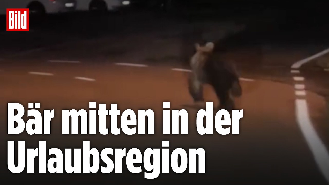 Bären-Alarm am Gardasee: Raubtier sorgt für Aufregung