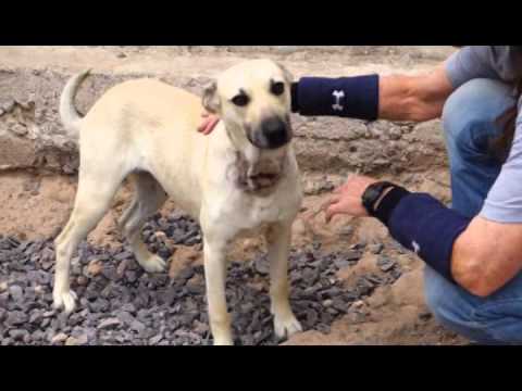 Bailey & Mitzy are looking for good homes!