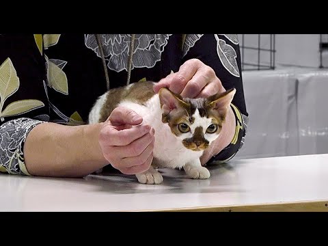 CFA International Cat Show 2017 - Championship Devon Rex.Set 3