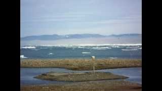 Polar bear at Longyearbyen Camping, Svalbard, 2011-07-29