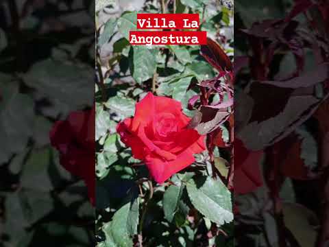 Villa La Angostura #turismo #viajeinolvidable #villalaangostura