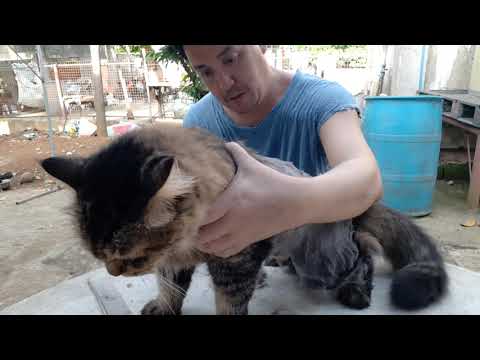 shaving my cat's fur again.