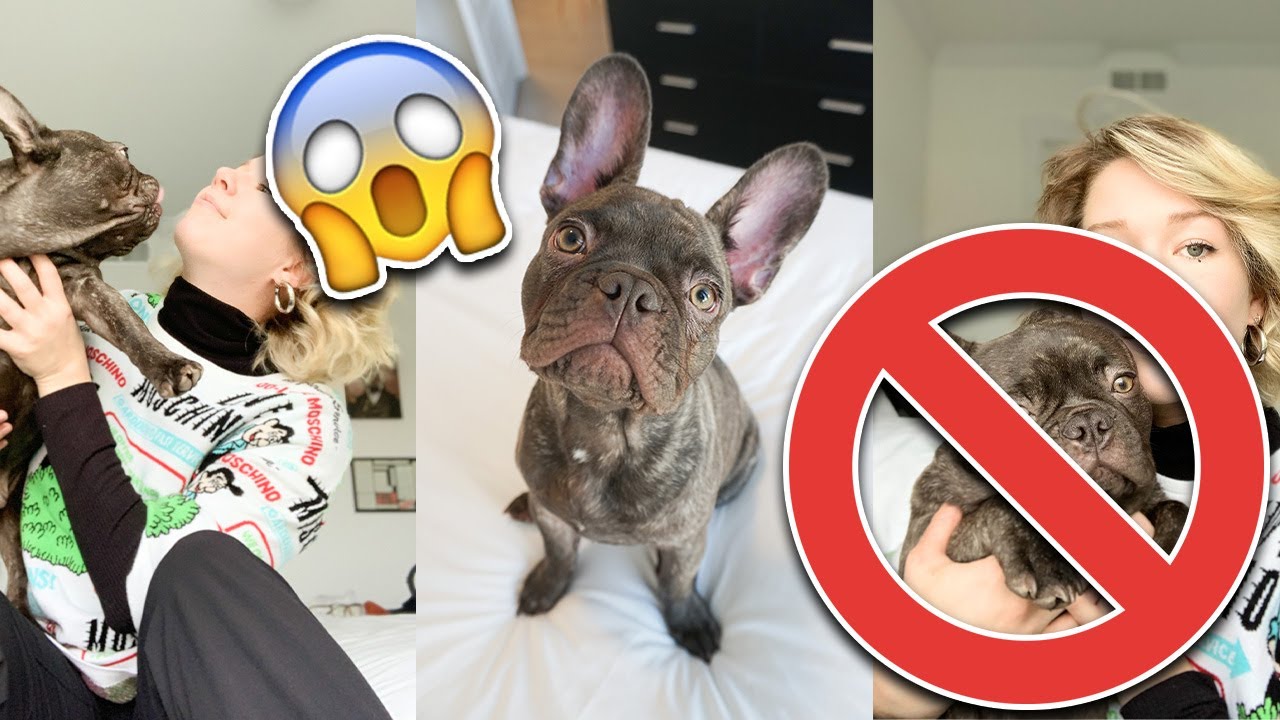Watch video Why You Should Never Get A French Bulldog!!! Now Why You Should Never Get A French Bulldog!!!