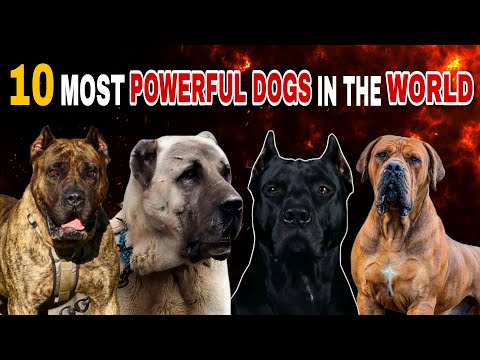 Top 10 Most Powerful Dogs in the World!