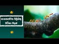 නායකත්වය පිළිබඳ වටිනා වදන් BEST QUOTES ON LEADERSHIP