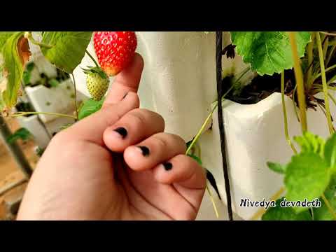 Strawberry 🍓 garden | Riyadh | Nivedya devadeth