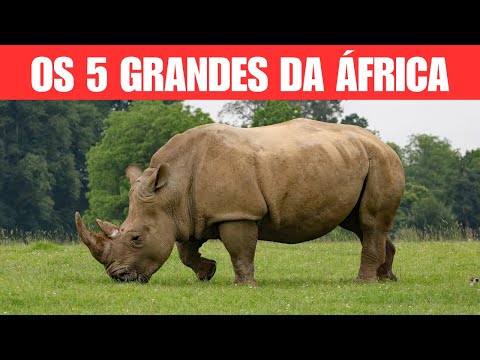 Animais da África   Características, curiosidades e fotos