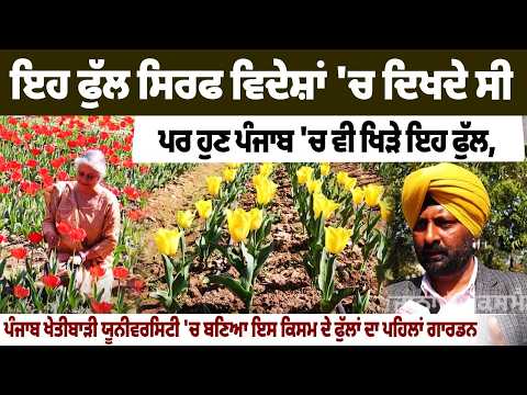 Once found only in foreign countries, these flowers have now started blooming in Punjab.