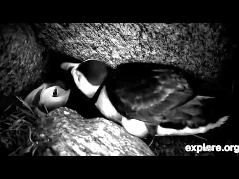 Puffin Love - 6-27-13