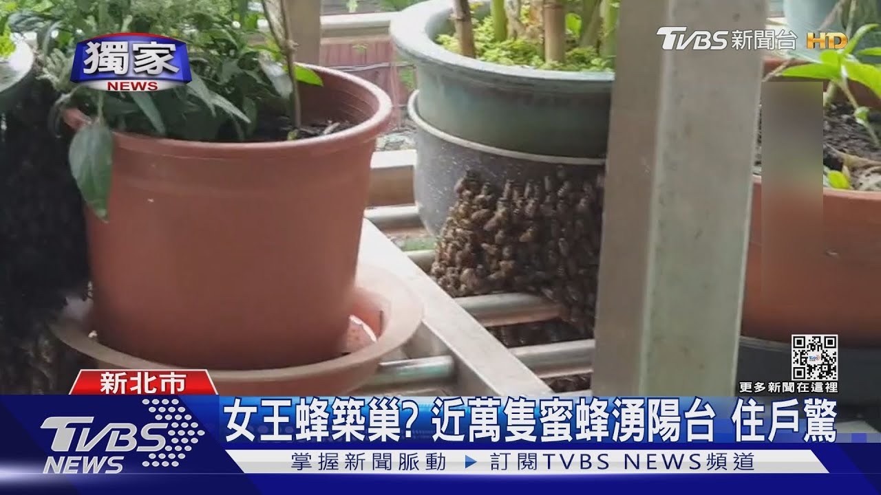 女王蜂築巢?近萬隻蜜蜂湧陽台 住戶驚