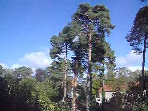 Fällung einer Kiefer- astrein baumpflege / Berlin 3/3