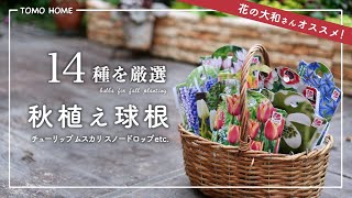 [14 Recommended Bulbs] How to Choose Varieties for Pots and Flower Beds [Tulips/Muscari/Anemones]