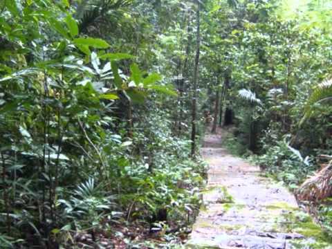 NL06-T04 Brazilian Rainforest promo