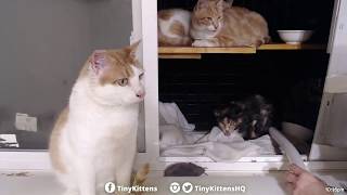 Bandage removal on feral cat hiding behind more feral cats - TinyKittens.com