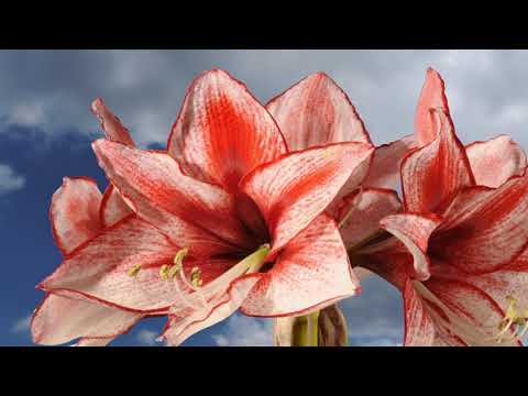 Amaryllis lily flowers opening time lapse. Red and white flowers. 4K