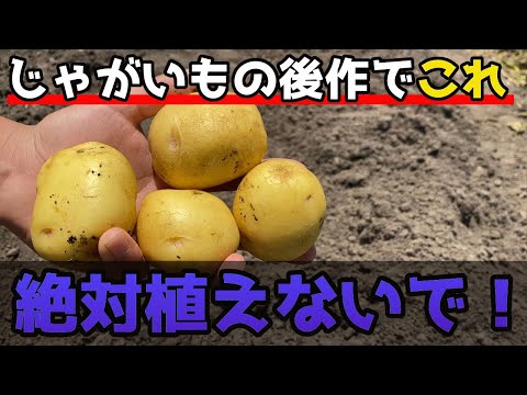 ジャガイモを敷くか植える - それが仕組みです 植物