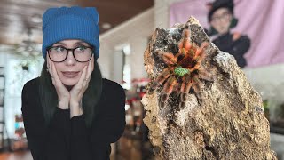 Counting ALL MY TARANTULAS (100+!!!) Spider Room FULL TOUR!