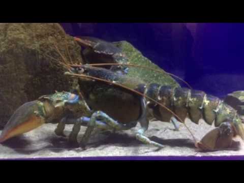 会計学科 ウミザリガニ