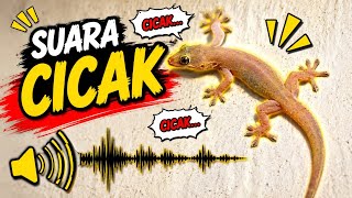 Download lagu SUARA CICAK mp3 Download lagu SUARA CICAK mp3
