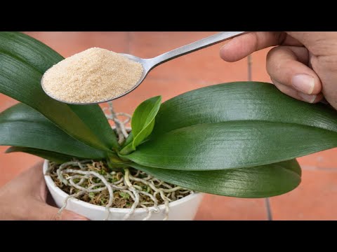 1 Spoon a Week! Suddenly Your Orchid Is Producing New Roots and Flowers All Year Round
