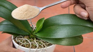 1 Spoon a Week! Suddenly Your Orchid Is Producing New Roots and Flowers All Year Round