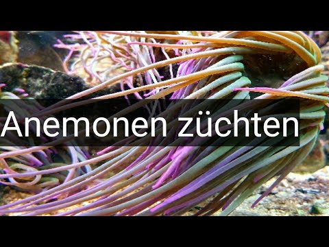 So züchte ich meine Anemonen