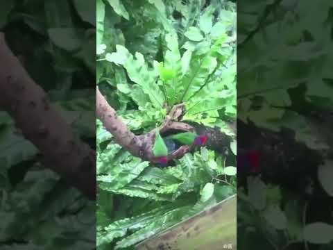 Birds swimming pool | #shorts #youtubeshort #birds #hashtags #nature