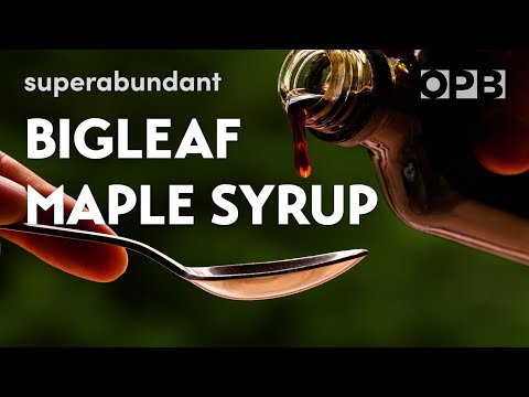 Bigleaf maple syrup is about more than just pancakes | Superabundant