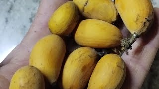 Miniatura do vídeo