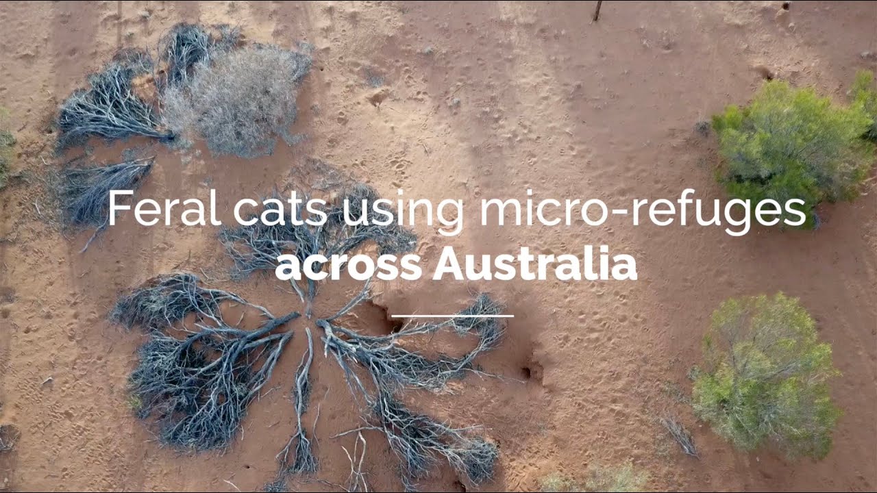 Feral cats using micro-refuges accross Australia