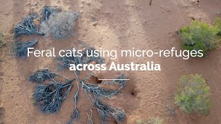 Feral cats using micro-refuges accross Australia