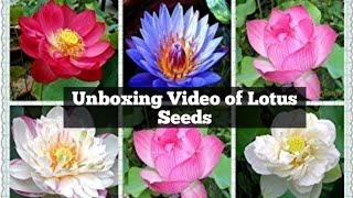 Unboxing and review of lotus seeds || In telugu || #Lotusseedsvlog