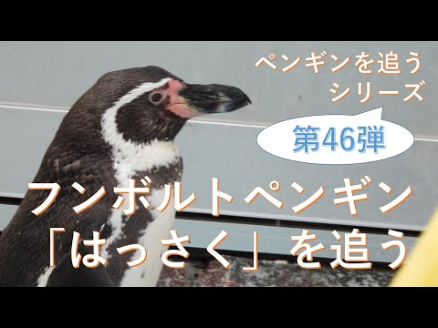 フンボルトペンギン「はっさく」を追う