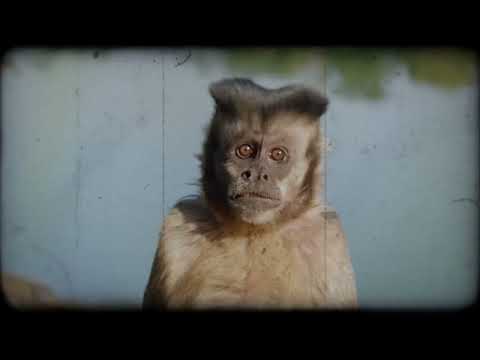 Mono & Nikitaman - Weil wenn du bei mir bist (offizielles Musikvideo)