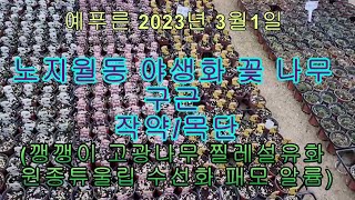 3월 노지월동 구근과 나무 작약 목단 고광나무 깽깽이 조팝나무 알륨...