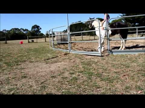 Wirake trotting 30 11 2014  1