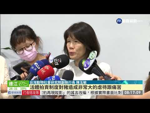 餵食萊克多巴胺 動保團體:豬隻易躁動