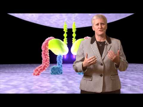 HHMI Educator Tips -- HIV Life Cycle Animation