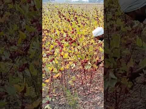 #farming Hibiscus sabdariffa harvesting #herbal #organic #kheti