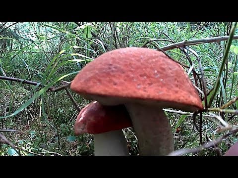 Гриби в горах Карпатах 25.08.2019 /Mushrooms in the Carpathian Mountains 25.08.2019