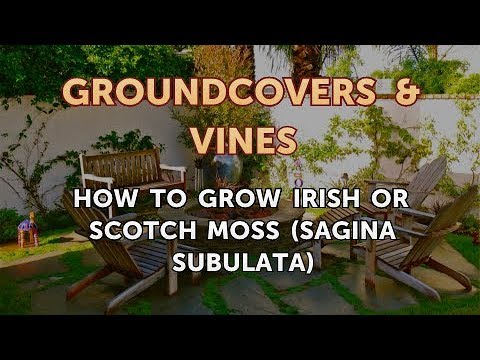 How to Grow a Trumpet Vine