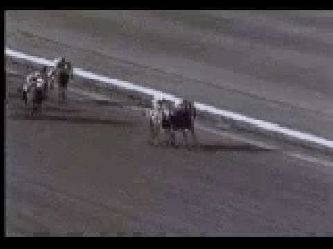 Native Diver 1967 Hollywood Gold Cup (Partial)