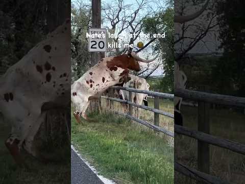Longhorn jumps fence #ranchlife