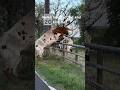 Longhorn jumps fence #ranchlife